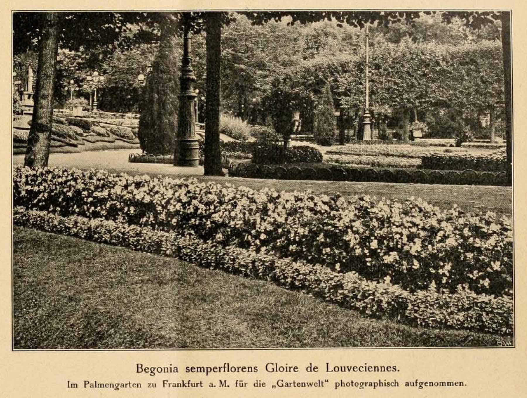 B. ‘Gloire de Louveciennes’